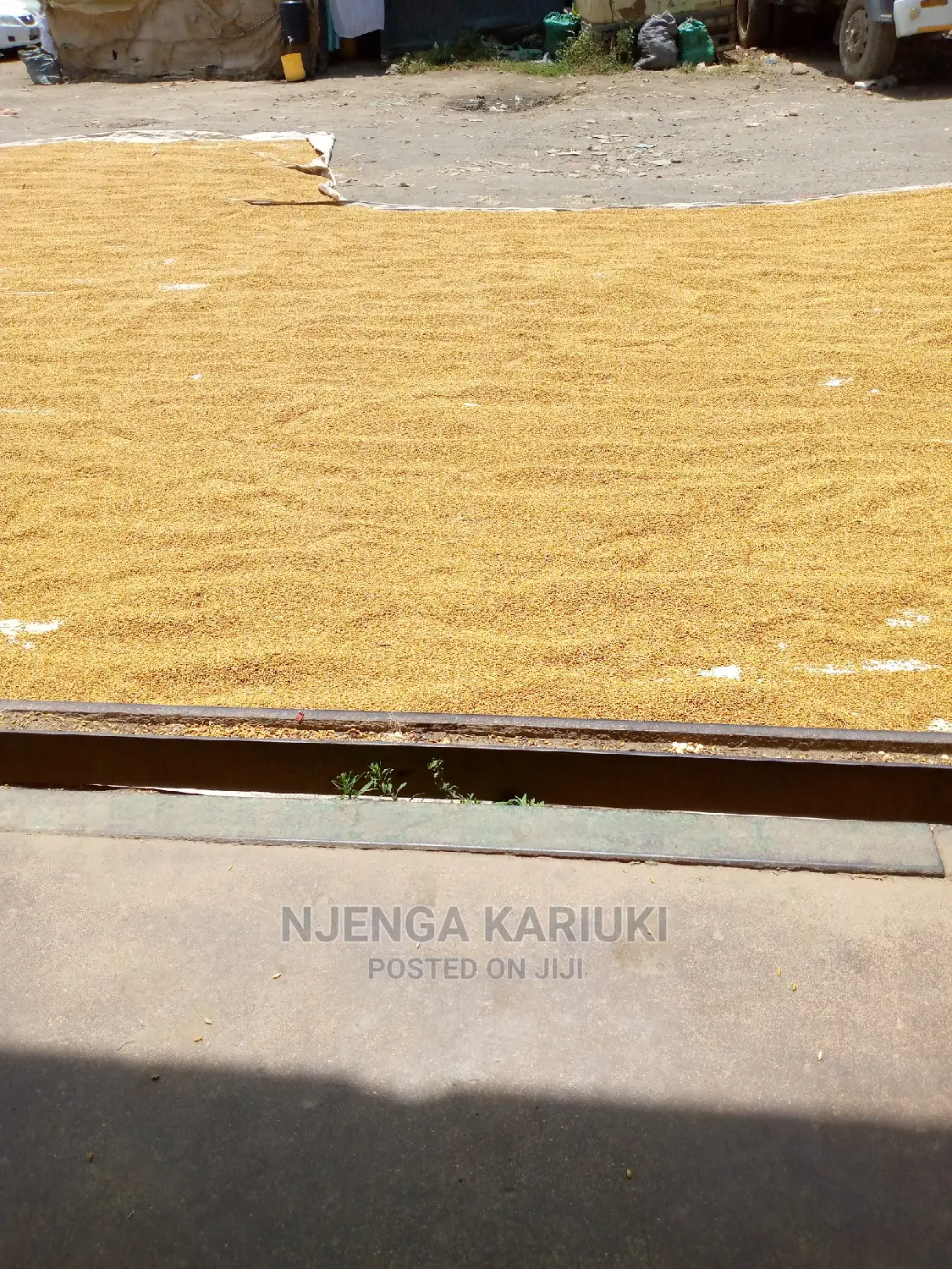 Barley Seeds