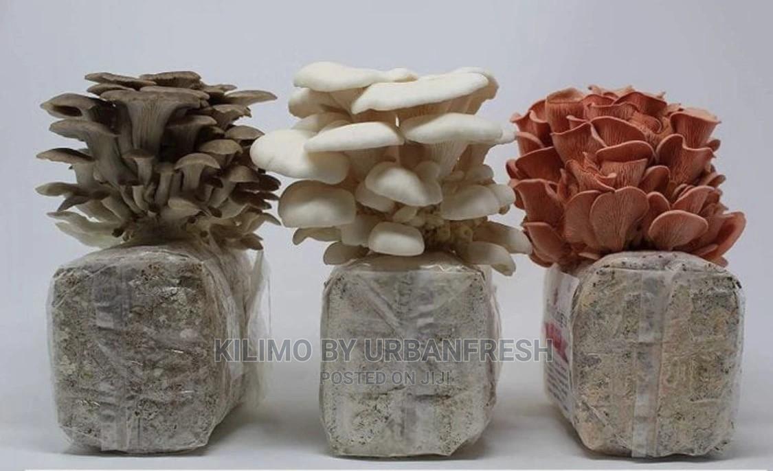 Oyster Mushroom Ready to Grow Buckets. in Kilimani Feeds, Supplements