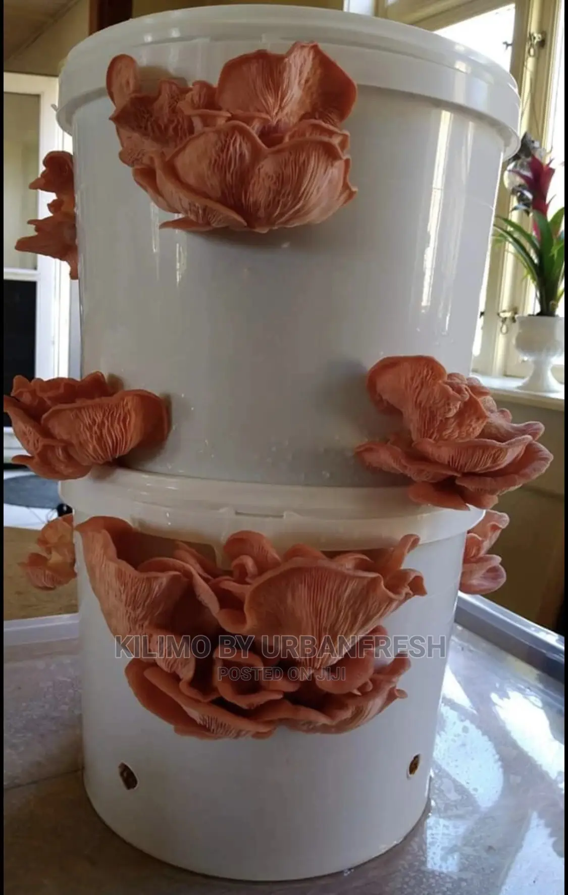 Oyster Mushroom Ready to Grow Buckets.