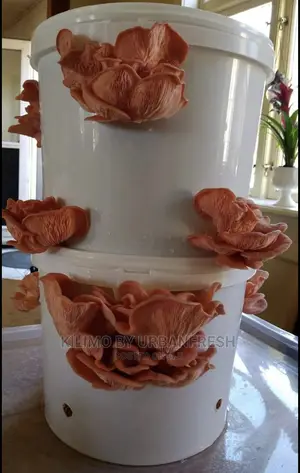 Oyster Mushroom Ready to Grow Buckets.