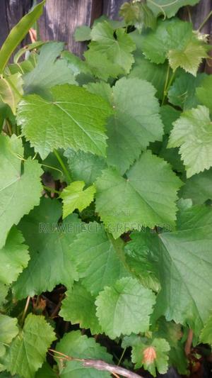 Grapes Seedlings - thumbnail 2