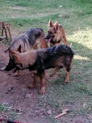3-6 Month Female Purebred German Shepherd - thumbnail 2