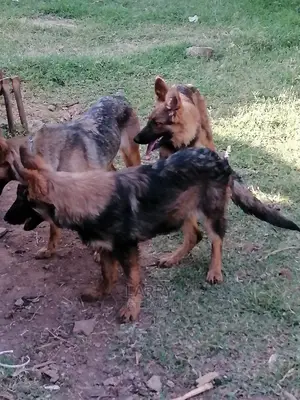 3-6 Month Female Purebred German Shepherd