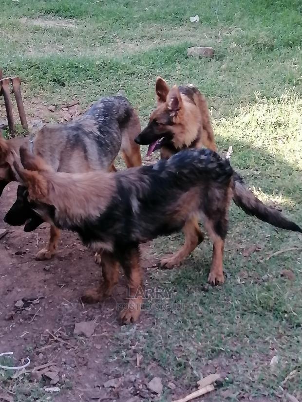 3-6 Month Female Purebred German Shepherd - thumbnail 3