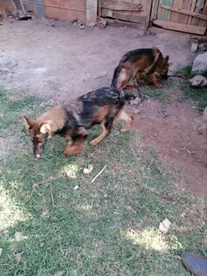 3-6 Month Female Purebred German Shepherd