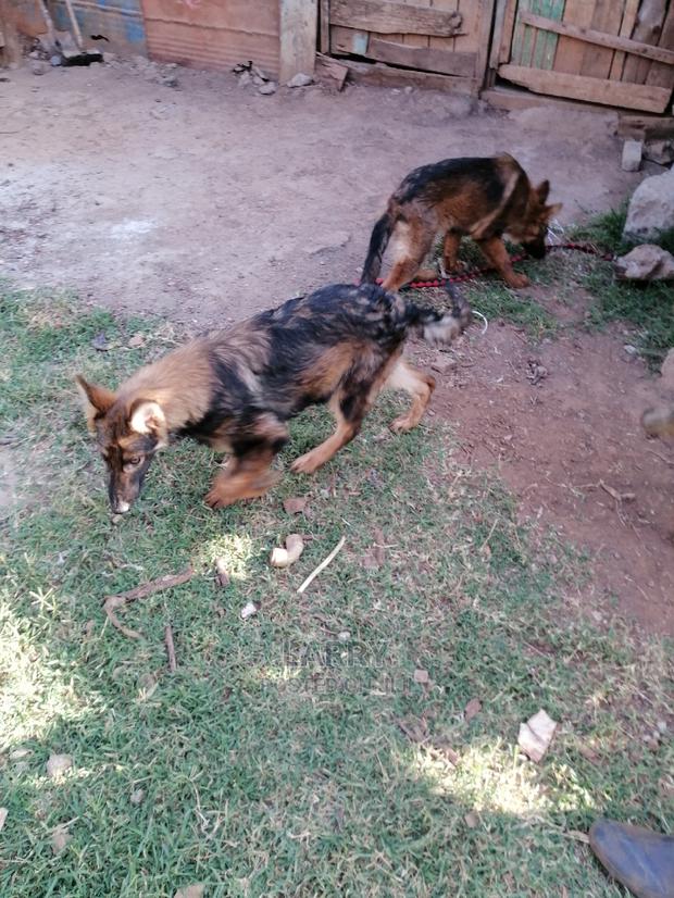 3-6 Month Female Purebred German Shepherd - thumbnail 4