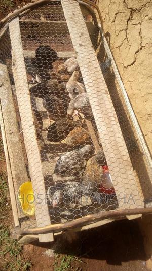 Pure Kienyeji Chicks for Sell. - thumbnail 2