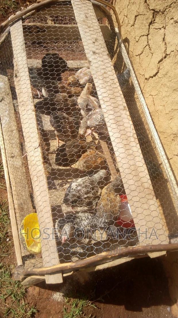 Pure Kienyeji Chicks for Sell. - main view