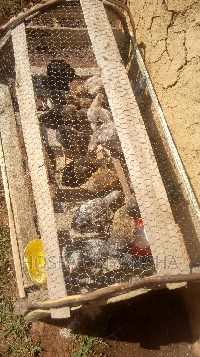 Pure Kienyeji Chicks for Sell.