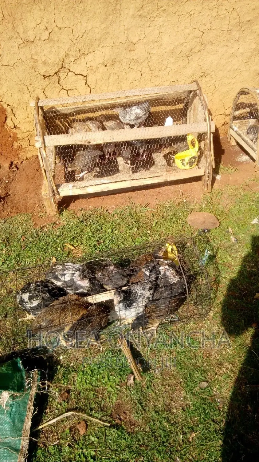 Pure Kienyeji Chicks for Sell.