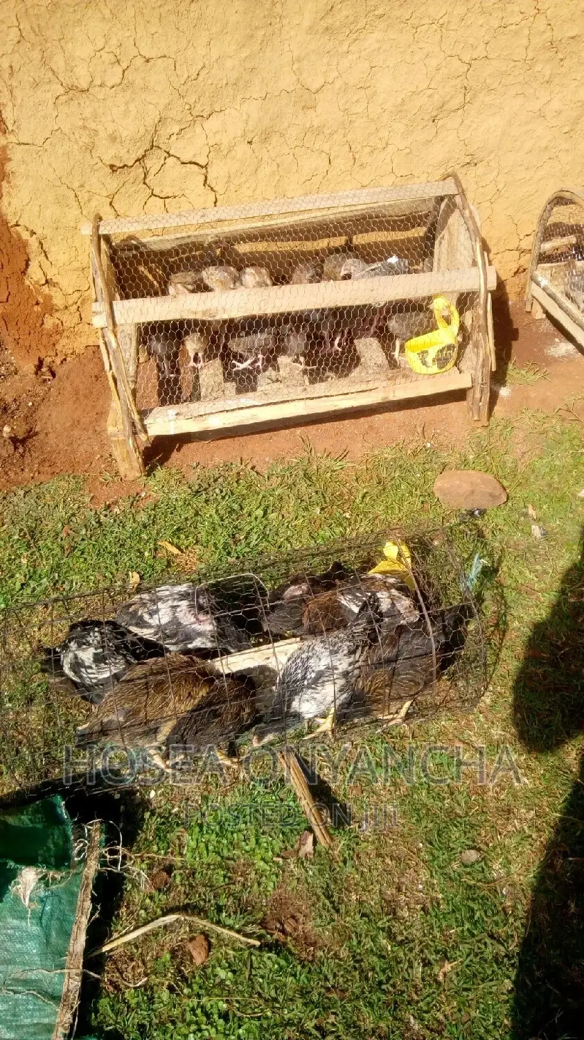 Pure Kienyeji Chicks for Sell.