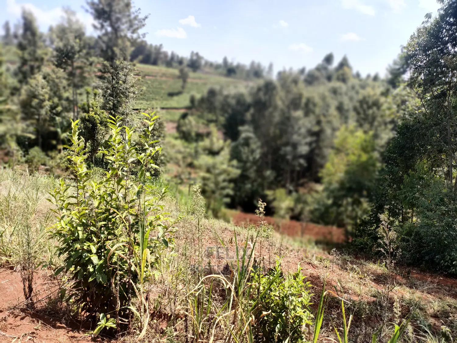 Nyeri/0thaya 1 Acre