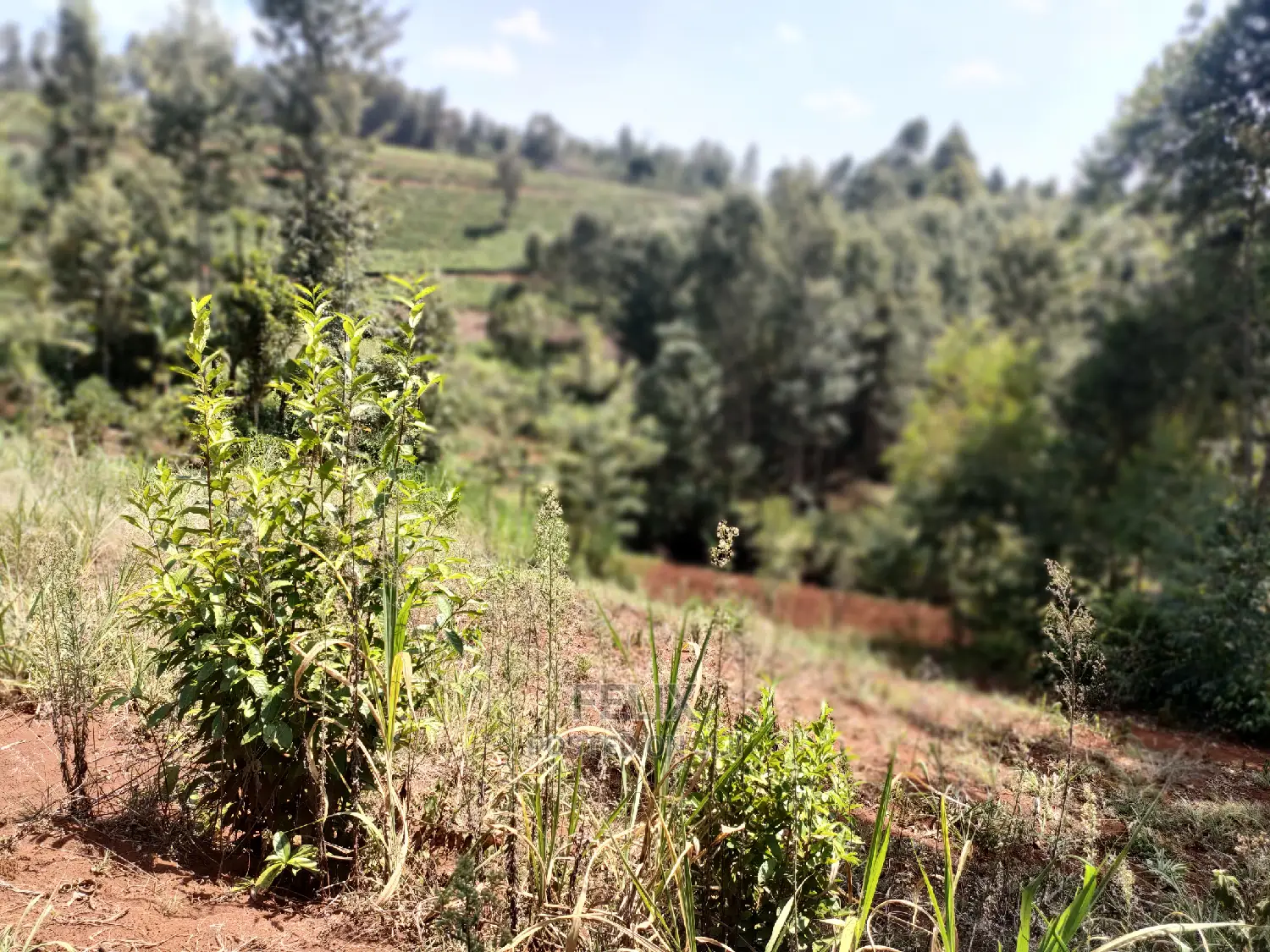 Nyeri/0thaya 1 Acre