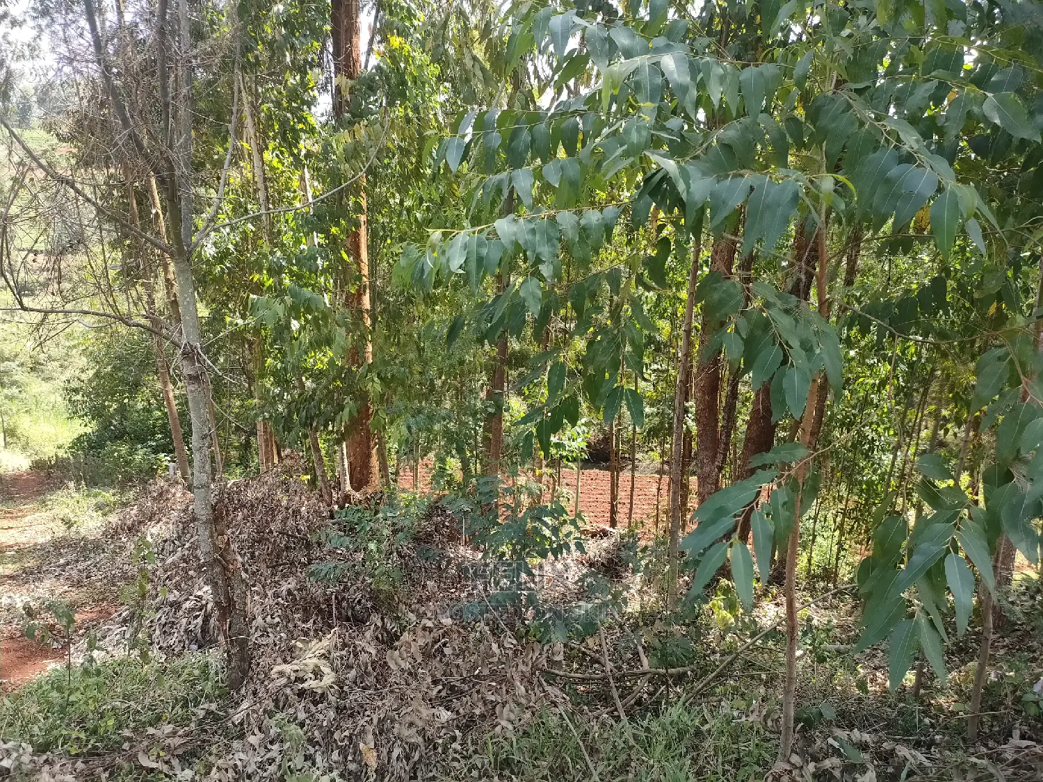Nyeri/0thaya 1 Acre