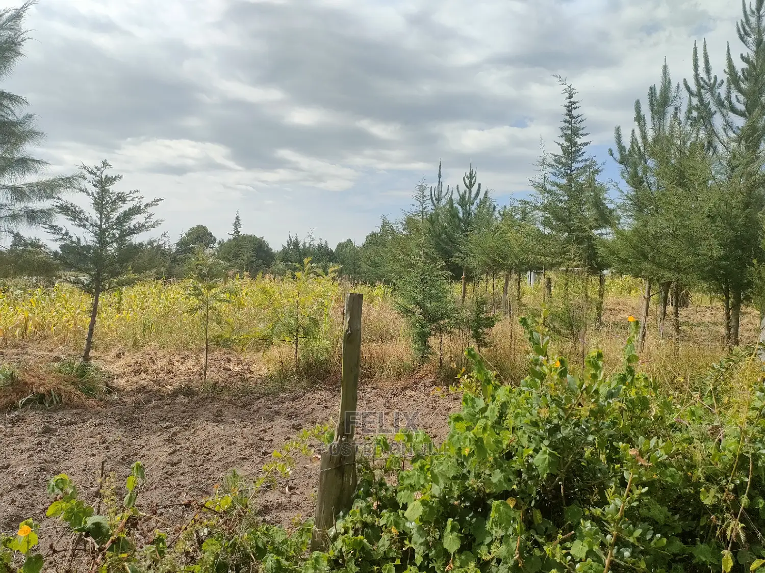 Narumoru/ Kamburaini 1/2 Acre