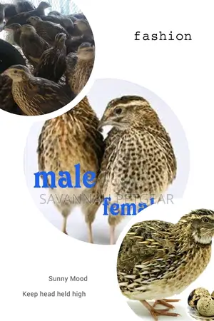 Mature Quail Birds for Meat or Breeding - A Pair