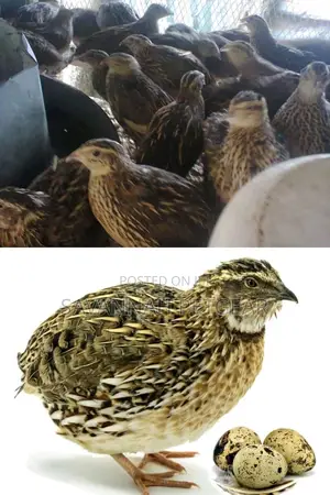 Mature Quail Birds for Meat or Breeding - A Pair