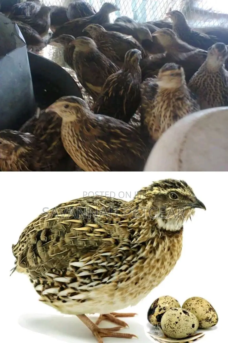 Mature Quail Birds for Meat or Breeding - A Pair