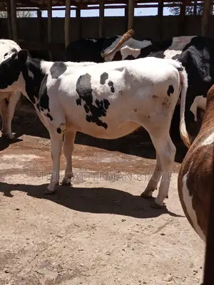 Friesian Holstein 6 Months Old Calf