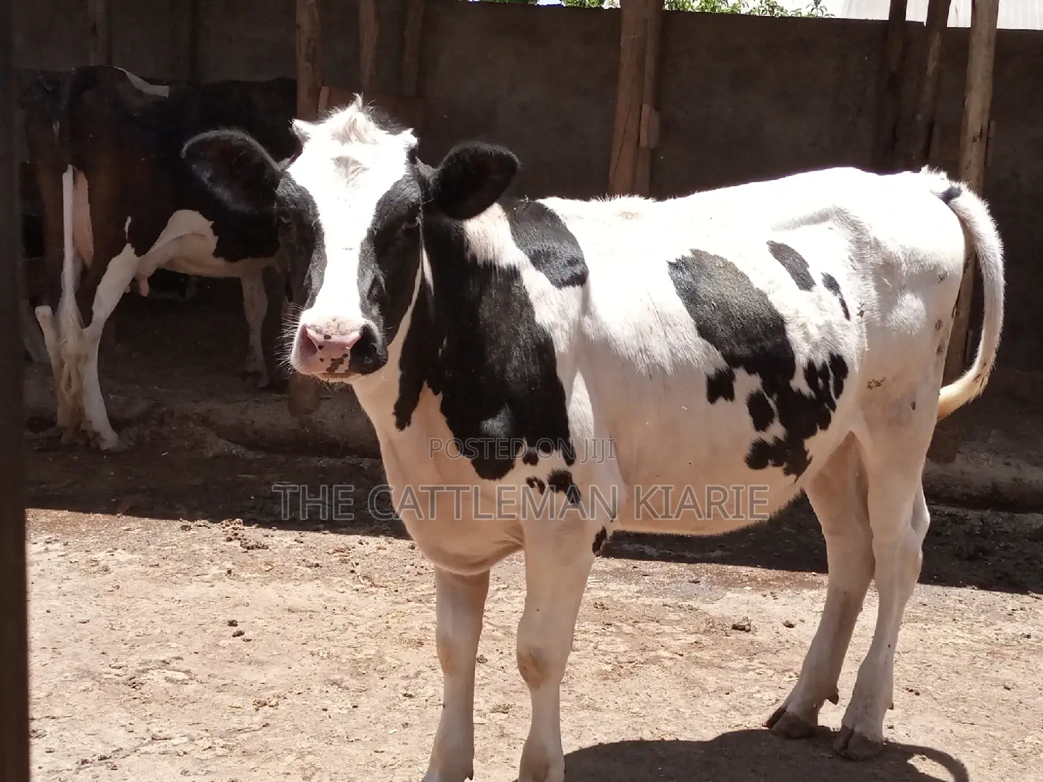 Friesian Holstein 6 Months Old Calf