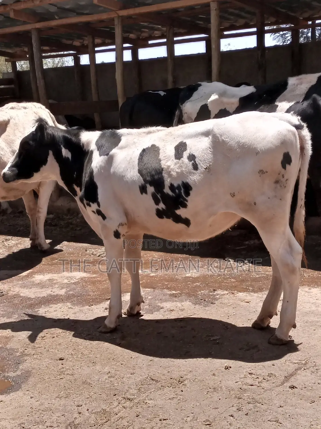 Friesian Holstein 6 Months Old Calf