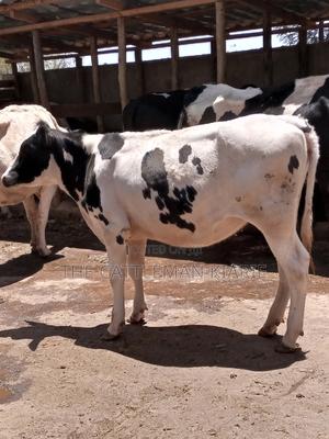 Friesian Holstein 6 Months Old Calf - thumbnail 2