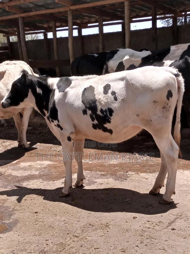 Friesian Holstein 6 Months Old Calf - main view
