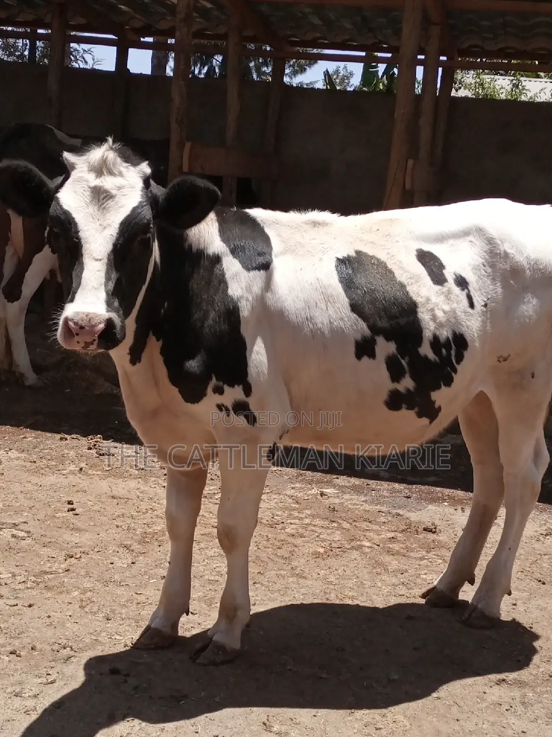 Friesian Holstein 6 Months Old Calf