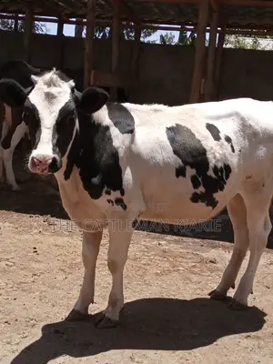 Friesian Holstein 6 Months Old Calf
