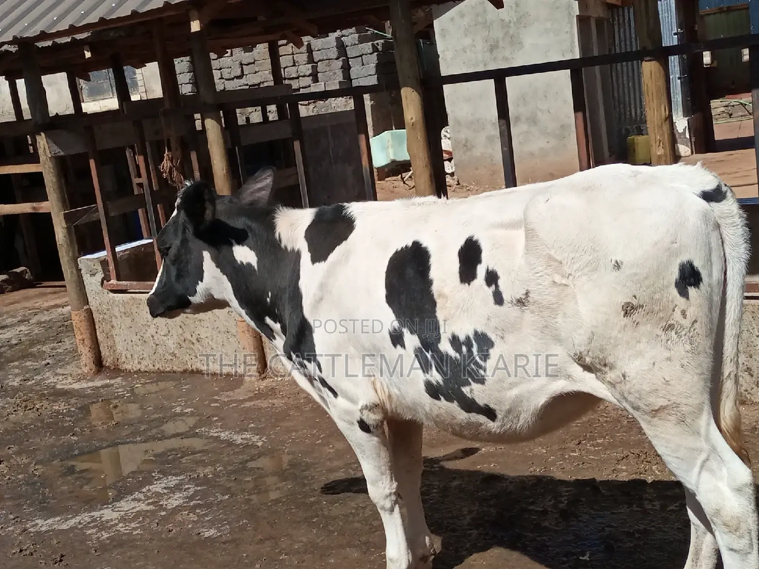 Friesian Holstein 6 Months Old Calf