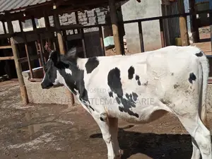 Friesian Holstein 6 Months Old Calf