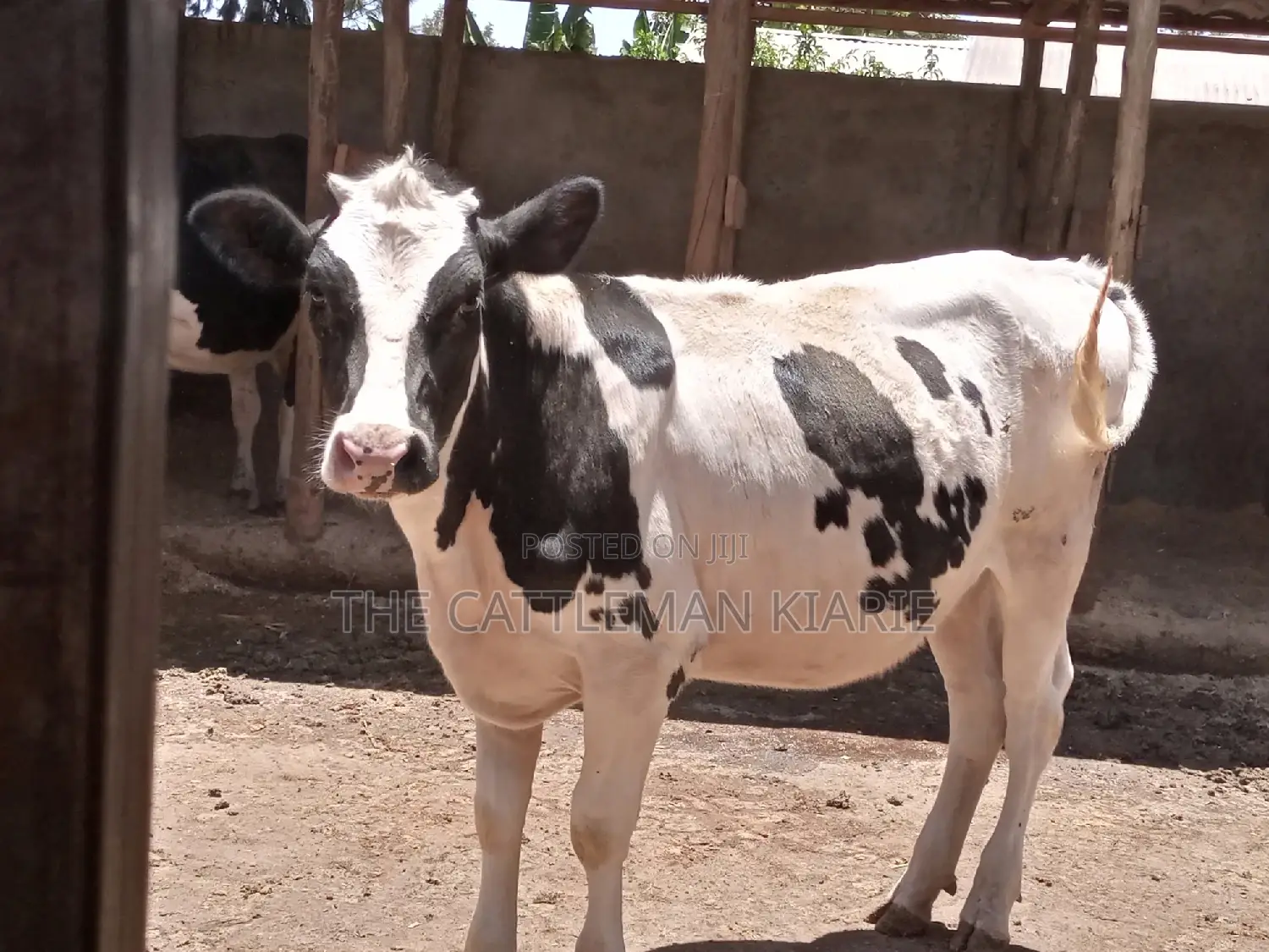 Friesian Holstein 6 Months Old Calf