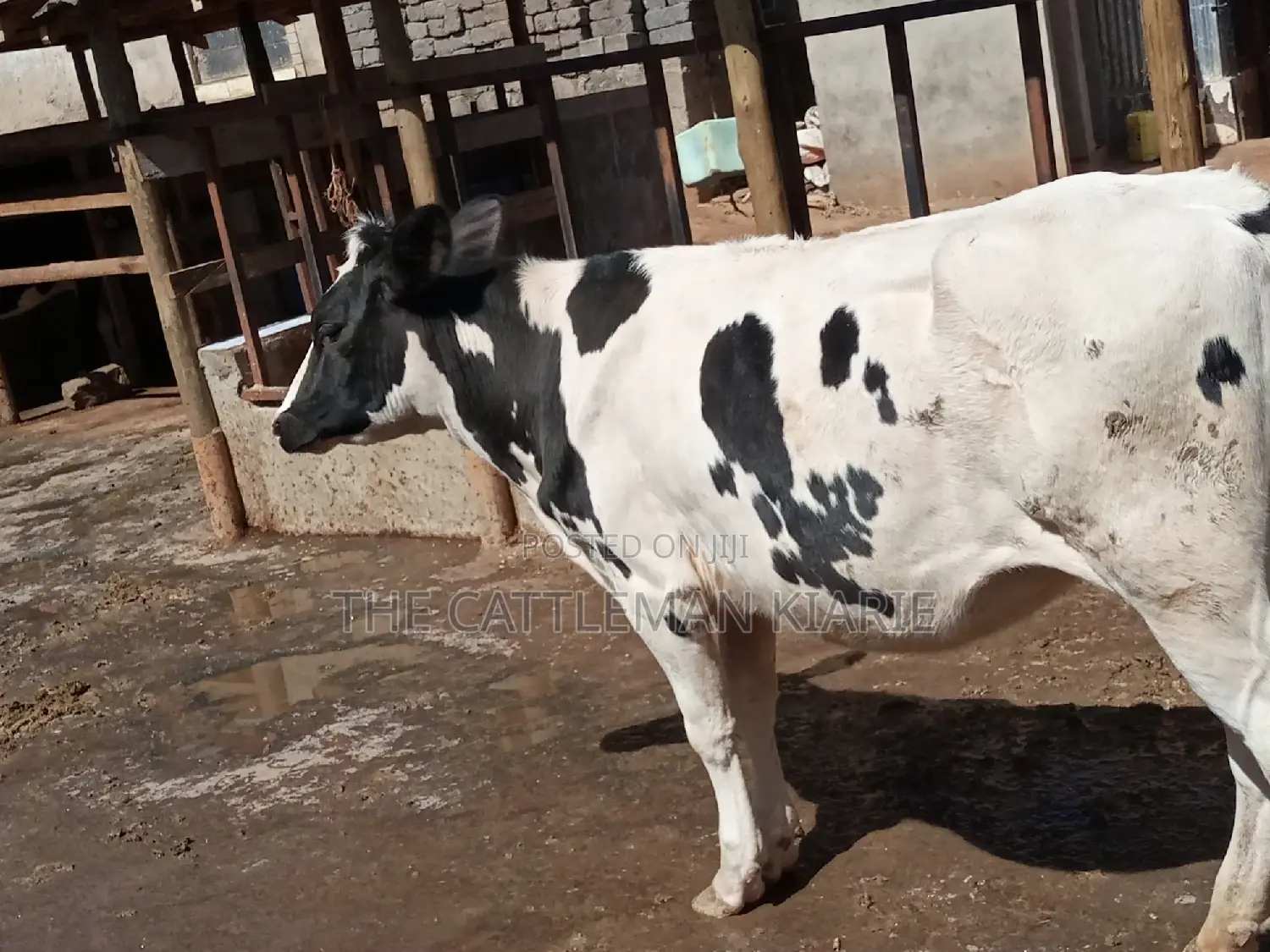 Friesian Holstein 6 Months Old Calf