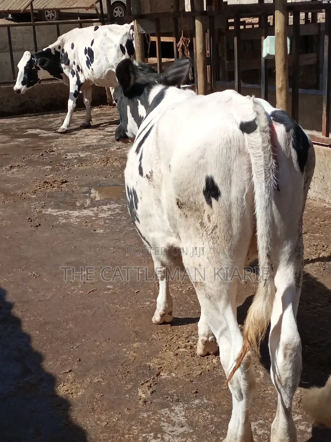Friesian Holstein 6 Months Old Calf