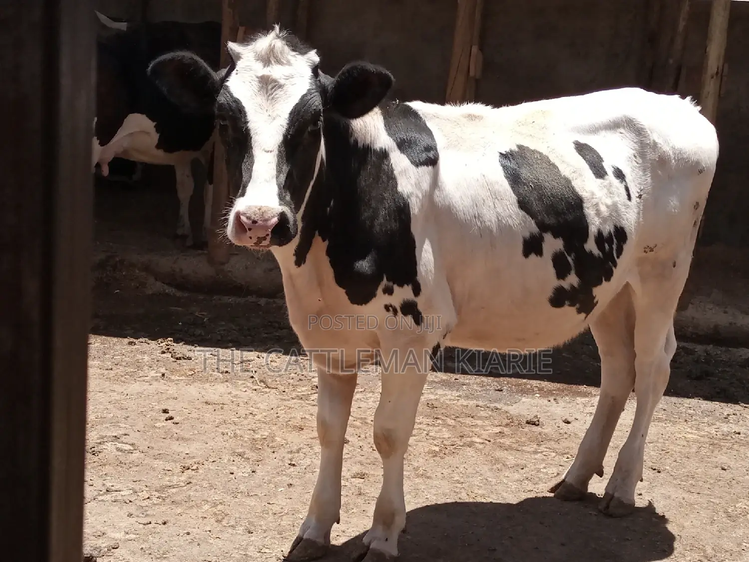 Friesian Holstein 6 Months Old Calf