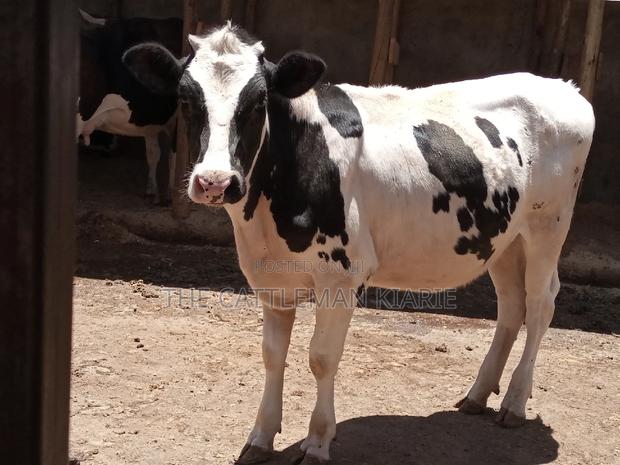 Friesian Holstein 6 Months Old Calf - thumbnail 10