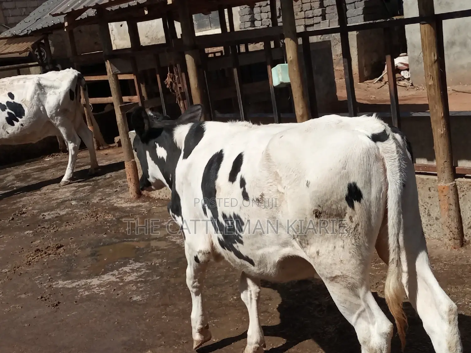 Friesian Holstein 6 Months Old Calf