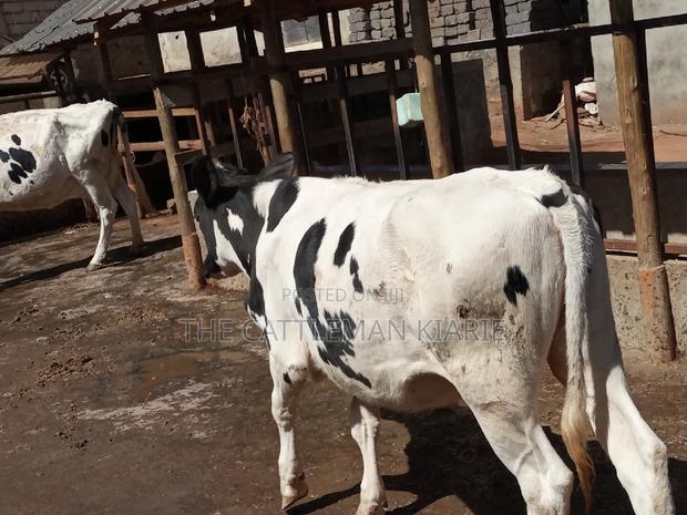 Friesian Holstein 6 Months Old Calf - thumbnail 9