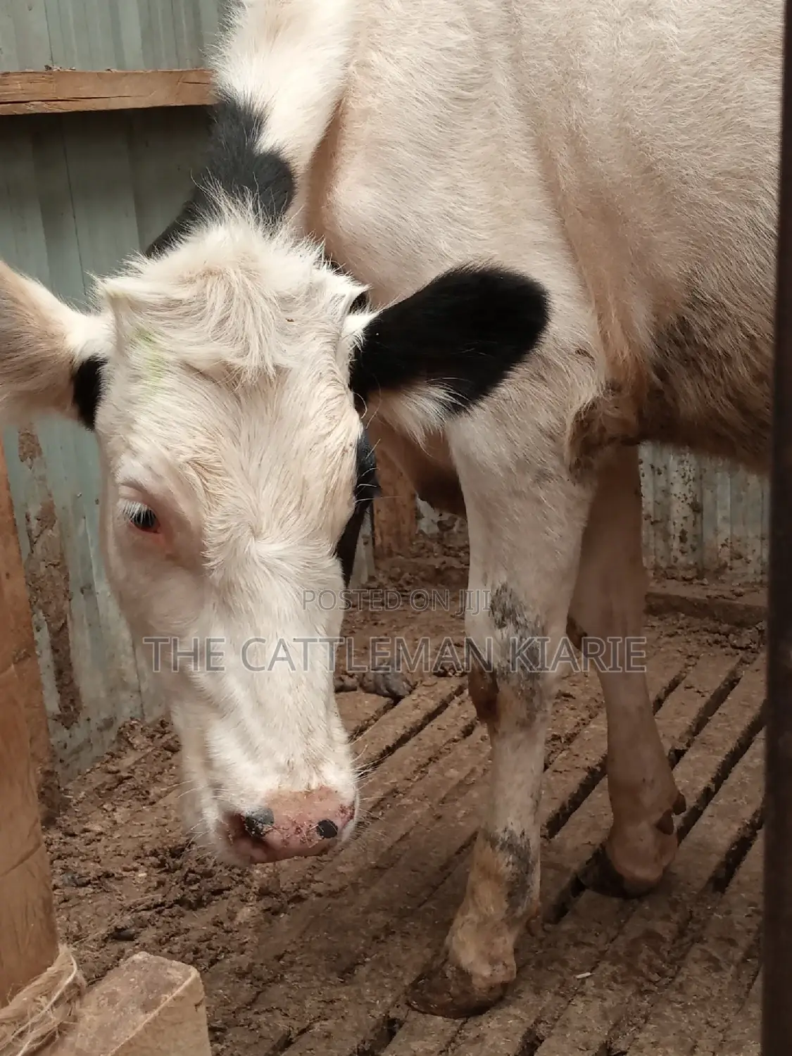 Friesian Holstein 6 Months Old Calf