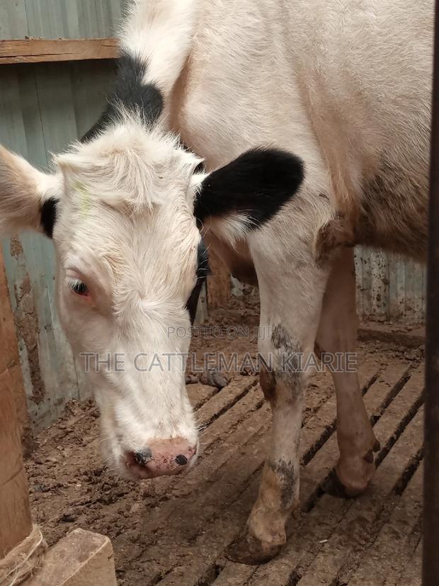 Friesian Holstein 6 Months Old Calf - thumbnail 13