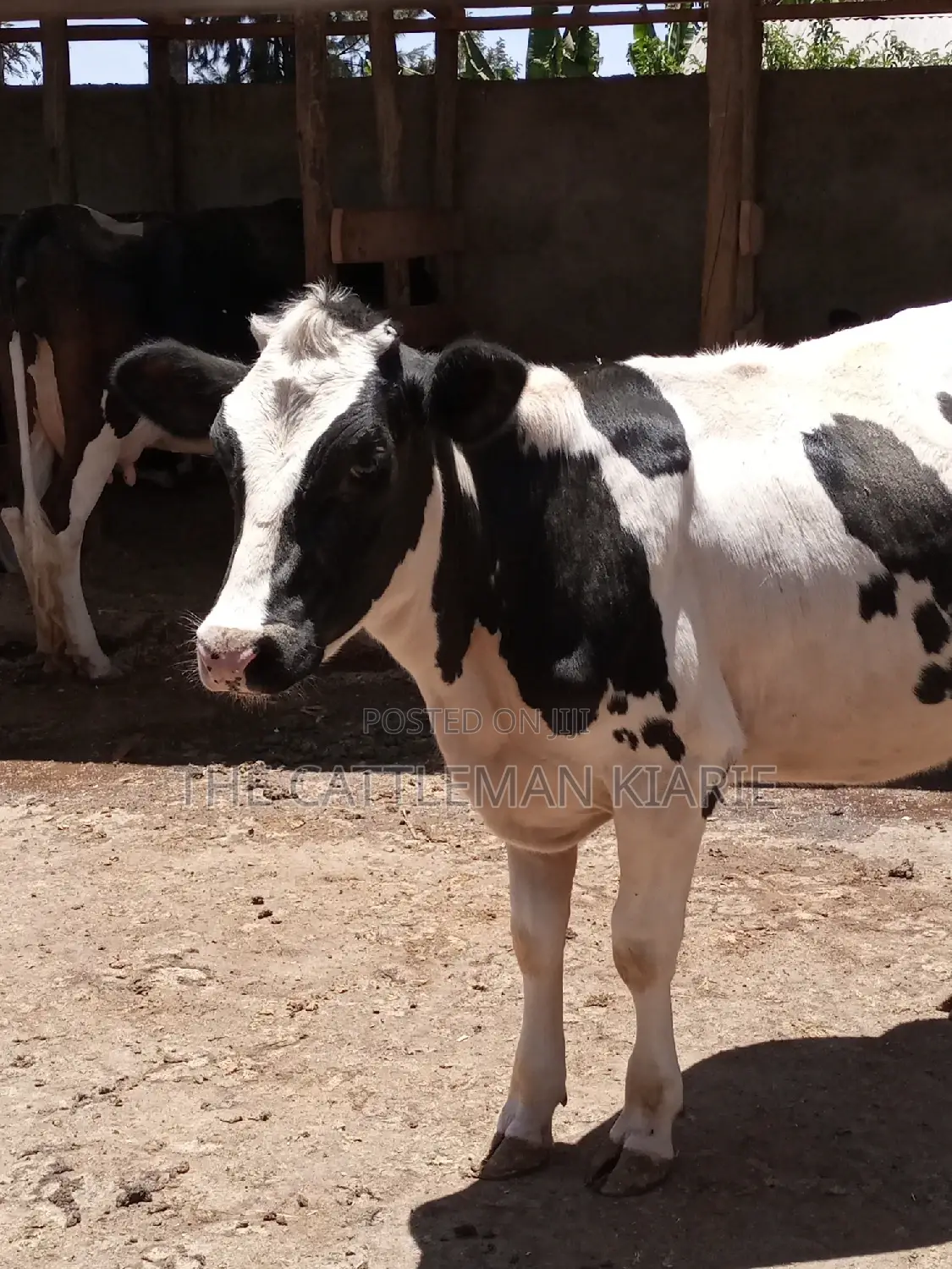 Friesian Holstein 6 Months Old Calf