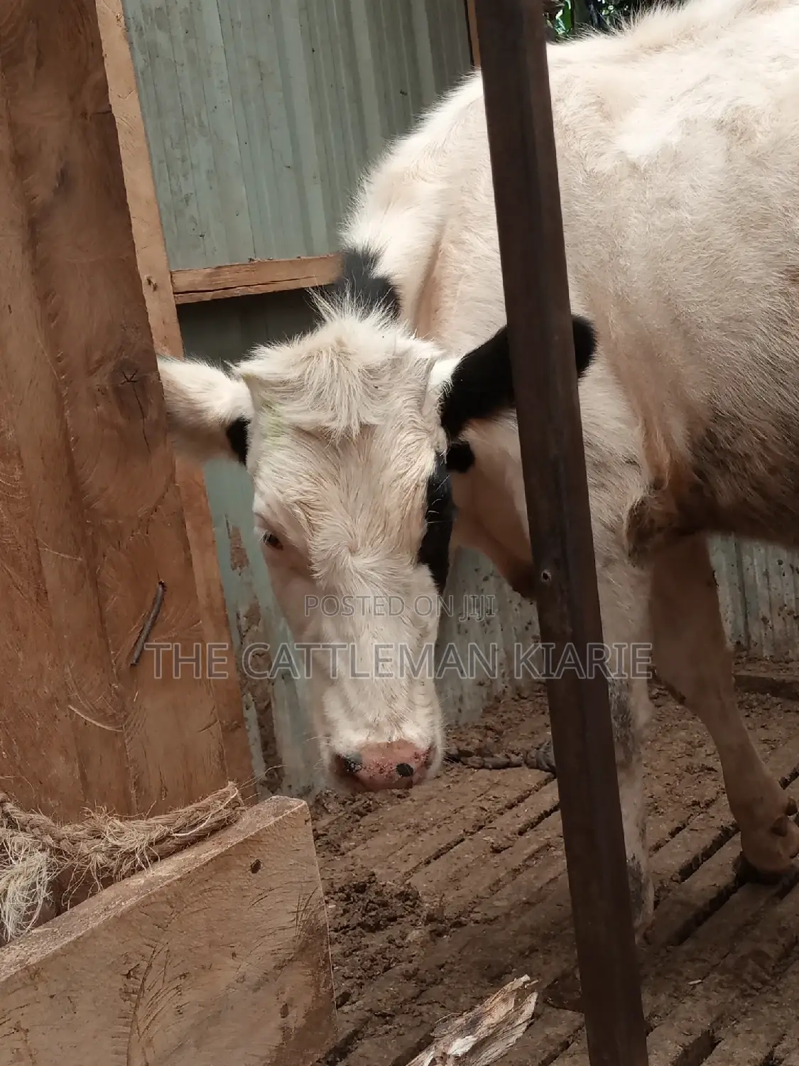 Friesian Holstein 6 Months Old Calf