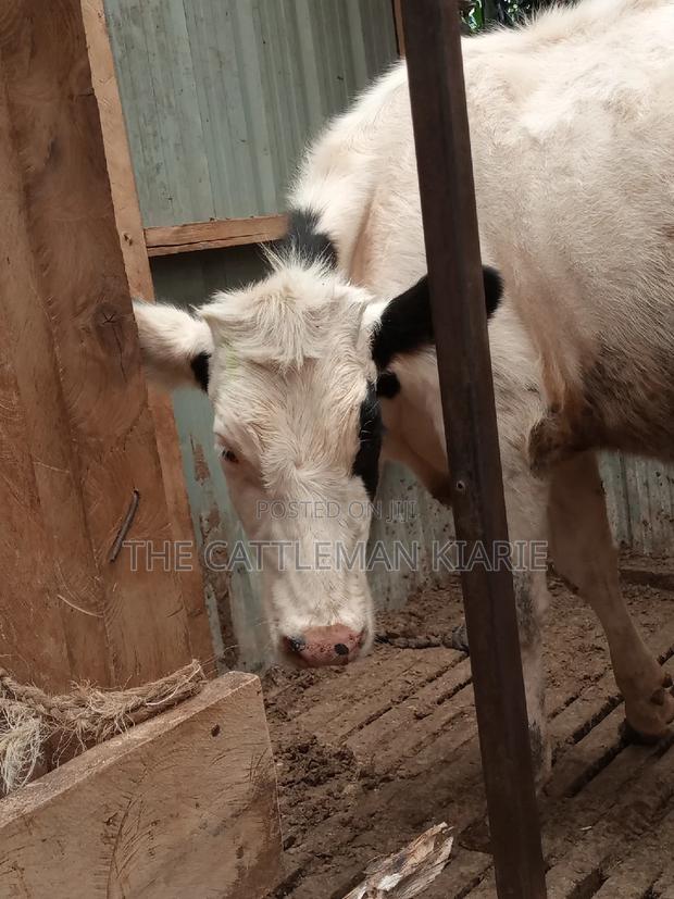 Friesian Holstein 6 Months Old Calf - thumbnail 15