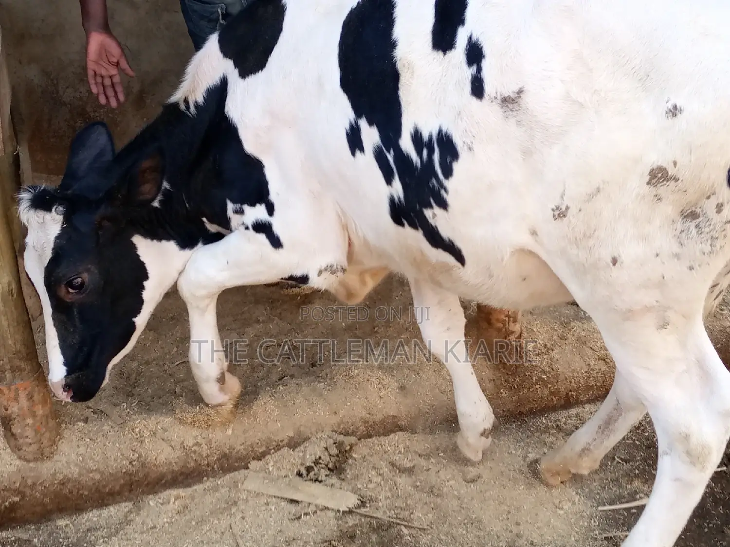 Friesian Holstein 6 Months Old Calf