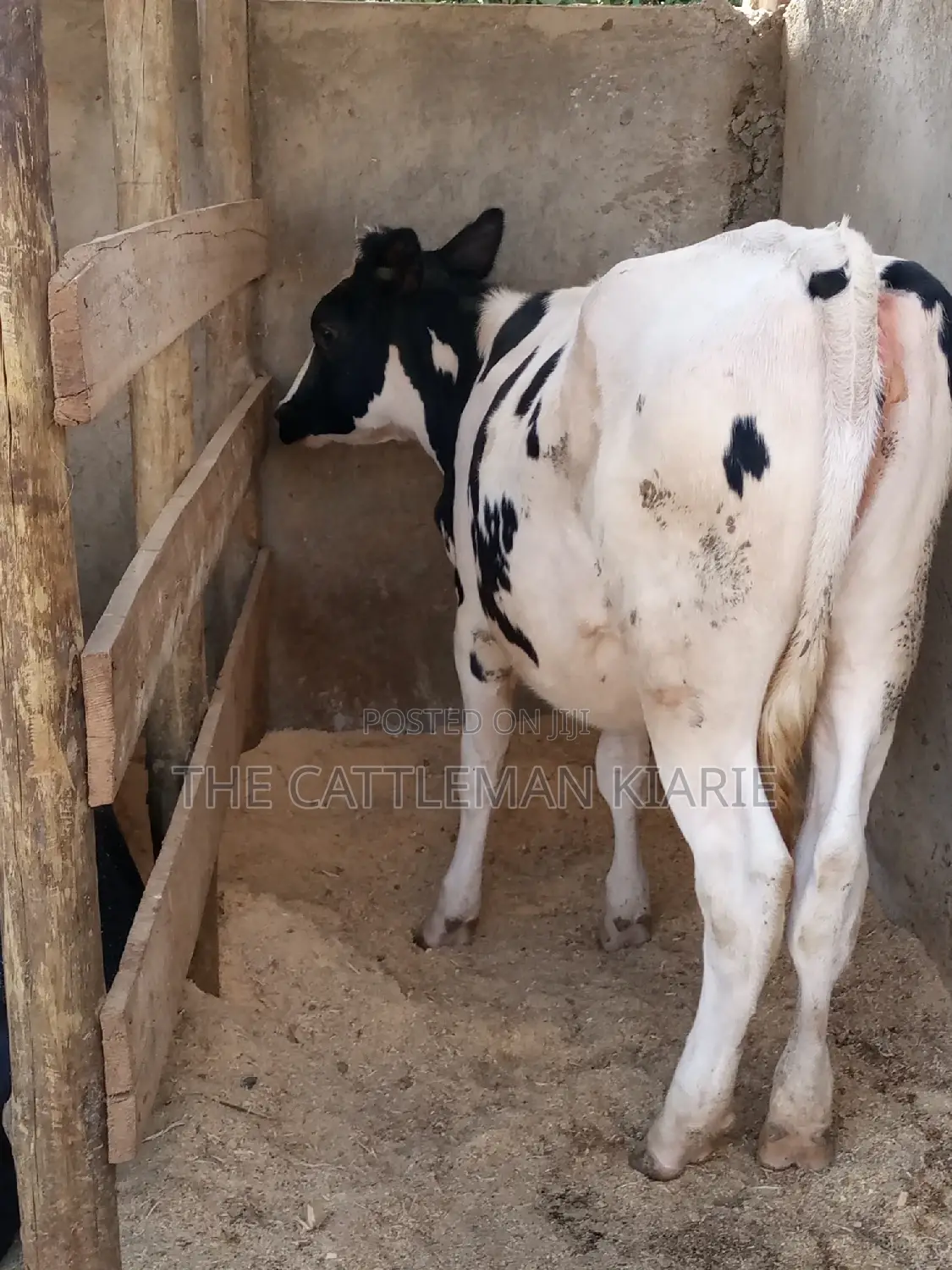 Friesian Holstein 6 Months Old Calf
