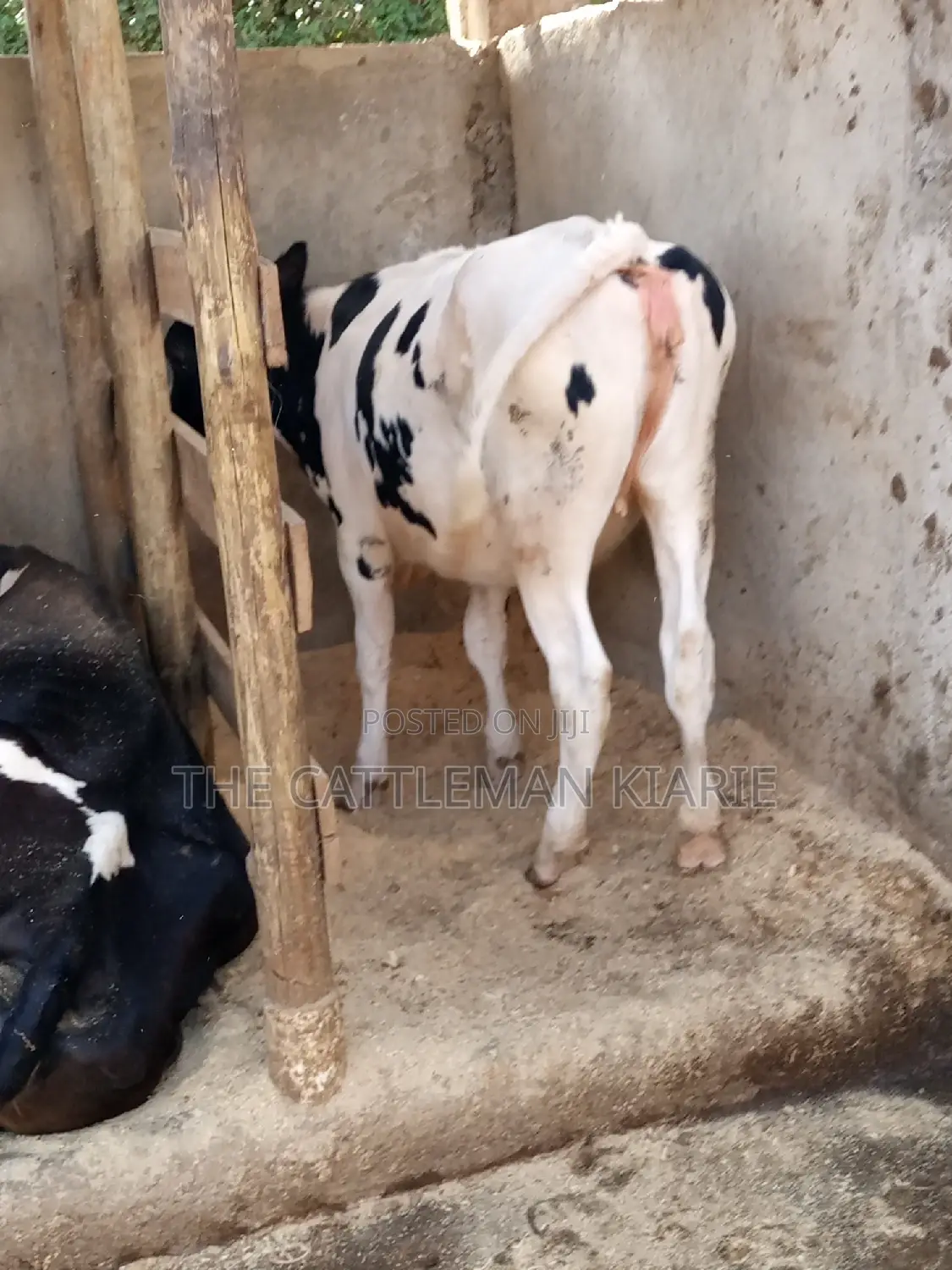 Friesian Holstein 6 Months Old Calf