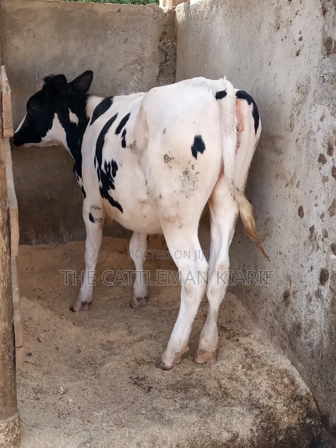 Friesian Holstein 6 Months Old Calf