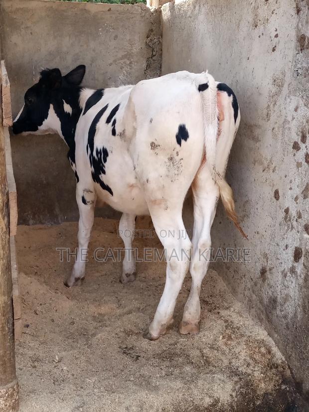 Friesian Holstein 6 Months Old Calf - thumbnail 17