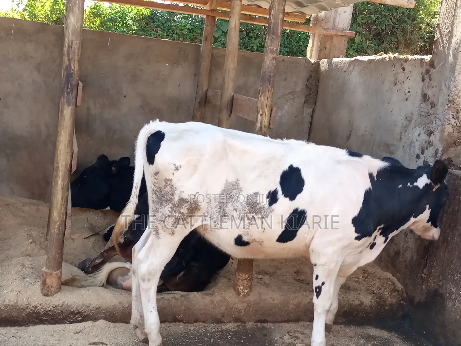 Friesian Holstein 6 Months Old Calf
