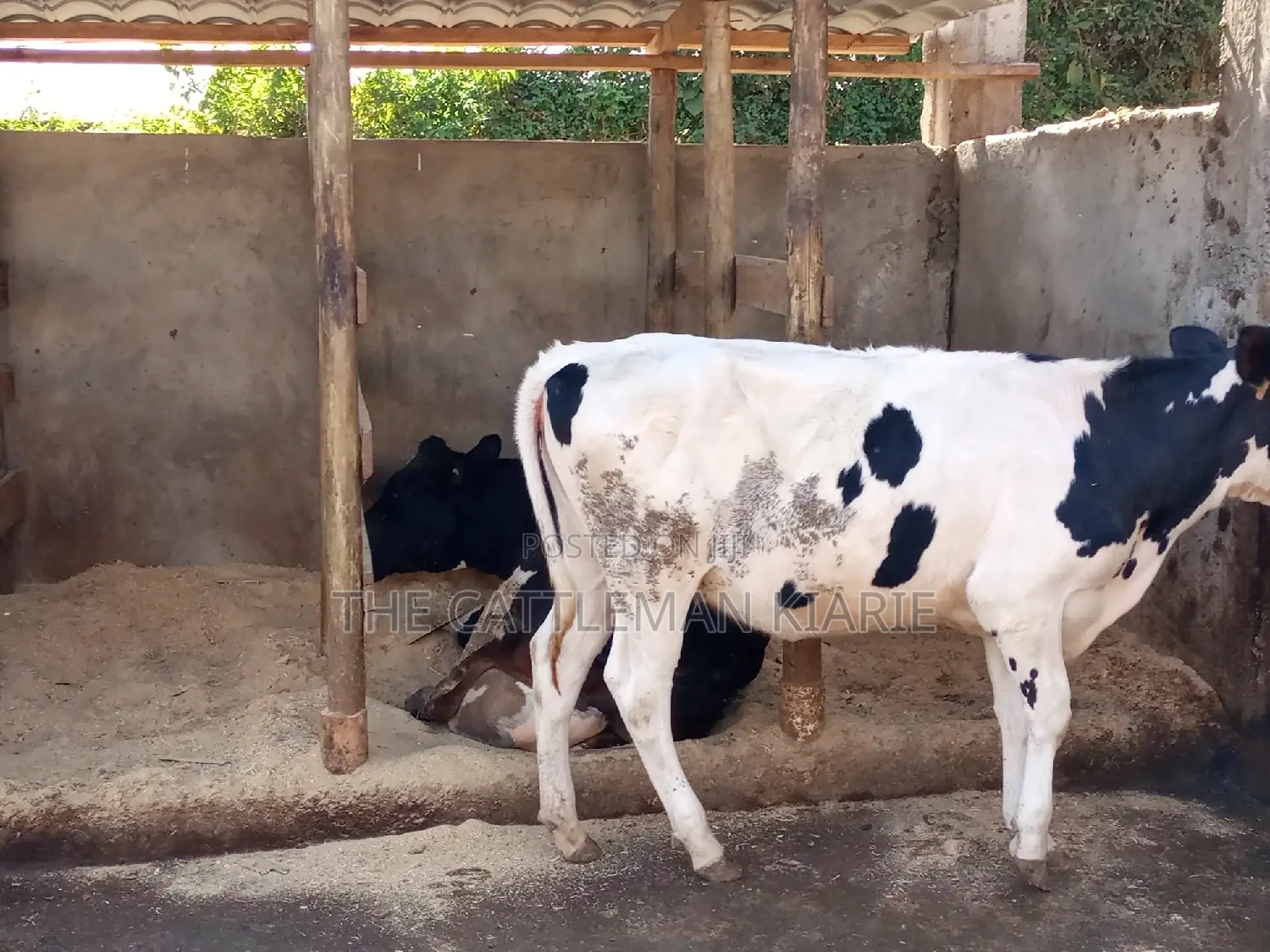 Friesian Holstein 6 Months Old Calf